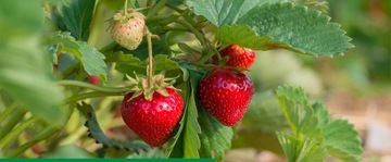 KOBE 20 SP 80G ТЛЯ ВРЕДИТЕЛИ КЛУБНИКИ ОВОЩИ ФРУКТЫ