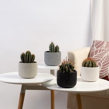 CACTI Набор Микс 5 шт. CACTUS OPUNCIA SUCULENT
