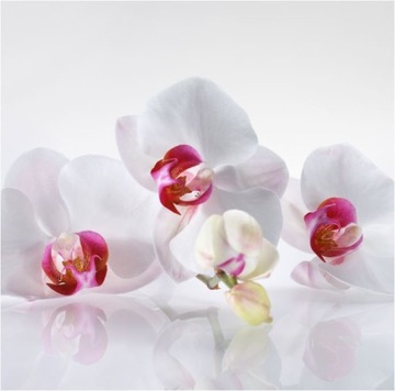 Panele orchidea 200x60 na wymiar nie lacobel pcv
