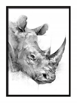 OBRAZ PLAKAT W RAMIE 53x73 cm Nosorożec P551