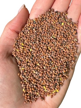 RZODKIEW OLEISTA 5kg