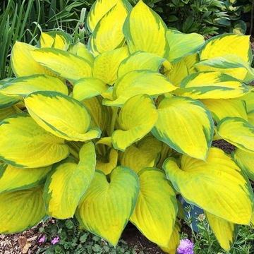 Funkia Hosta Gold Standard Do Ogrodu