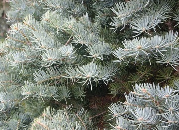 ЕЛЬ ОДНОЦВЕТНАЯ СЕРЕБРИСТАЯ K ABIES CONCOLOR GLAU