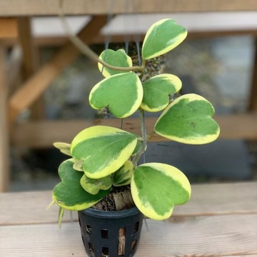 Hoya kerrii 'Variegata' - liście w kształcie serc