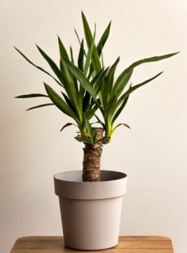 СУБСТРАТ ДЛЯ ДОМАШНИХ ЗЕЛЕННЫХ РАСТЕНИЙ ЮКИ ПАПОРОТНИКИ ДРАЦЕНА ПРЕМИУМ 20л