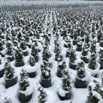 СУБСТРАТ ДЛЯ РАСТЕНИЙ И ПАЛЬМОВЫХ ЦВЕТОВ УНИВЕРСАЛЬНАЯ ПОЧВА С КОМПО-УДОБРЕНИЯМИ 5Л