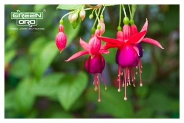 Удобрение для роз, бордюрных цветов, балконных садов, 5 кг, действует 100 дней.