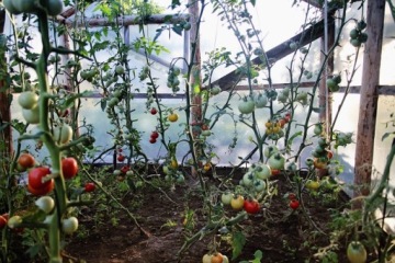 ОПОРА ДЛЯ ЦВЕТОЧНЫХ РАСТЕНИЙ ТОМАТОВ СТАЛЬ С ПОКРЫТИЕМ 11 мм 90 СМ