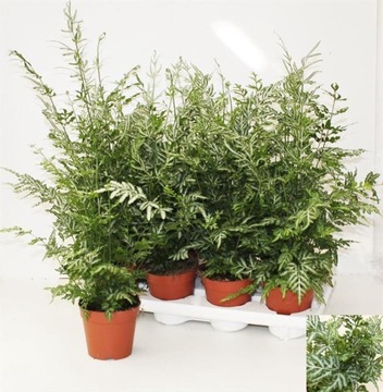 Paprotka Pteris Evergemiensis – Orliczka mieczowata 12Ø 35cm