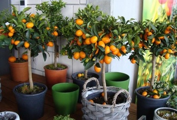 Грунт для ЦИТРУСОВЫХ И СРЕДИЗЕМНОМОРСКИХ РАСТЕНИЙ 5л