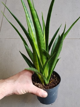 Sansevieria 