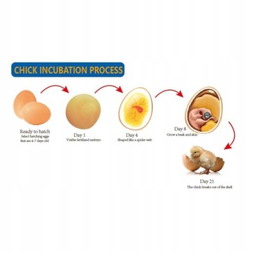 Инкубатор для яиц 15 Вт, 6 яиц, цифровой мини, полностью