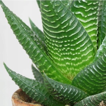 Haworthia Limifolia Ładna Haworsja Ciemnozielona