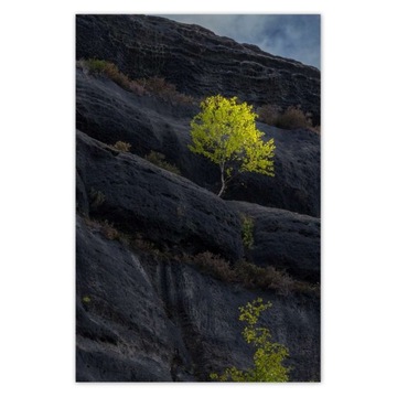 Plakaty 80x120 Drzewo Drzewa Widok
