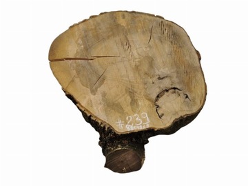 Plaster Jesionowy 58x49 cm Duży Wybór pod Żywicę