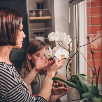 Субстрат для орхидей и орхидей Seramis Pine Bark Nitro Lime Substrate 7л