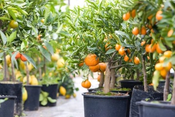 Аппликатор Agrecol Citrus Strong 30мл для цитрусовых