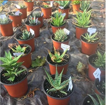 KRONEN BIO грунт для трав и овощей 10л + БЕСПЛАТНЫЕ УСТАНОВЛЕННЫЕ ПЛАСТИНЫ