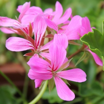 PELARGONIA BLUSZCZOLISTNA nasiona RÓŻOWO-PURPUROWA