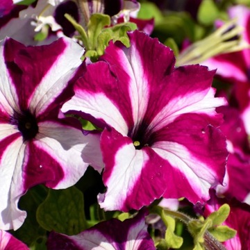 PETUNIA ZWISAJĄCA PETUNIA nasiona MIX KOLORÓW