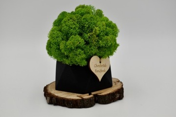 Деревенский лес в геометрическом бетонном горшке