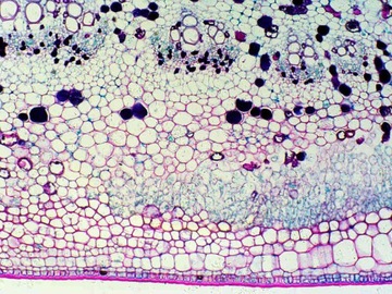 Микроскоп Delta Optical BioStage II