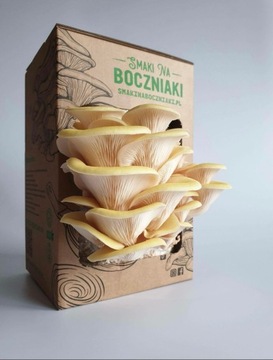 BOCZNIAK CYTRYNOWY zestaw do uprawy grzybów, balot