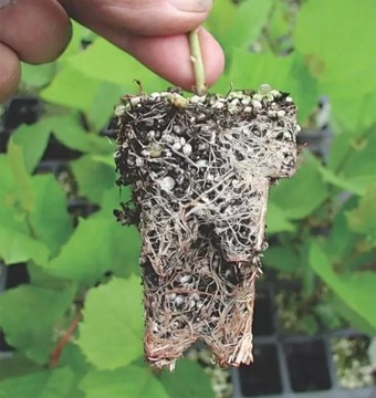 Агро Перлит 2л Разрыхляет почву и накапливает воду.