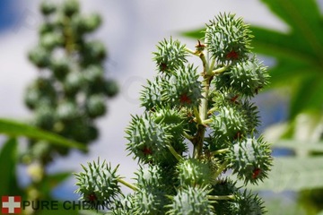 МИНДАЛЬНОЕ МАСЛО ИЗ СЛАДКОГО МИНДАЛЯ 0,5л + НЕРАФИНИРОВАННОЕ КАСТОРОВОЕ МАСЛО 0,5л