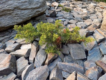 Середовловолосый сланец 4-8 см. Рок-рок Murek 1000 кг хит