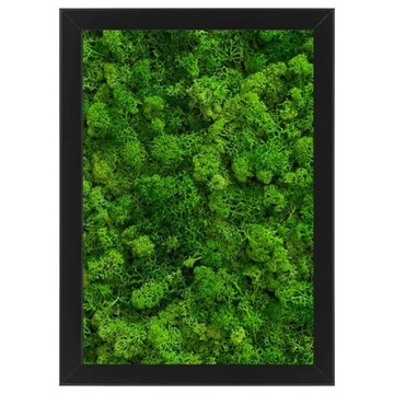 Mech chrobotek Ramka Dekoracja chrobotek 40x50cm