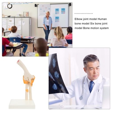Модели локтей Анатомическая модель локтевых костей