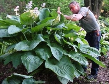 Hosta funkia olbrzymia T-REX kłącze sadzonka