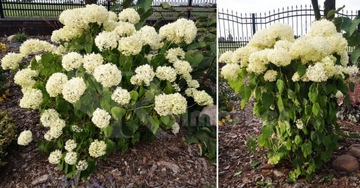 Зажим-подставка для кольца HYDRENSIONS для гортензии цветы ЗЕЛЕНЫЙ 10 шт.