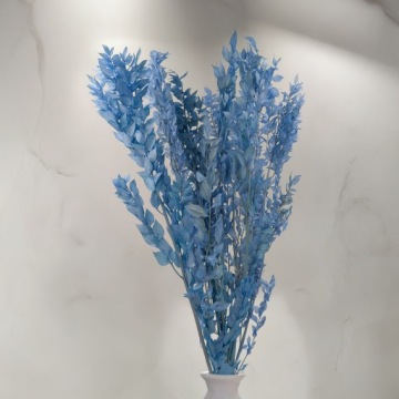 Ruskus stabilizowany - (Ruscus) - Stalowy błękit