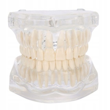 MODEL ZĘBÓW DENTYSTYCZNYCH DLA DOROSŁYCH