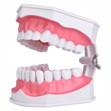 Model zębów dentystycznych ze szczoteczką do
