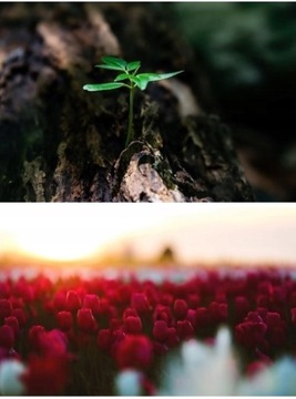 Лампа MEiSSA LED GROW FullSpectrum UV 300W 300LED