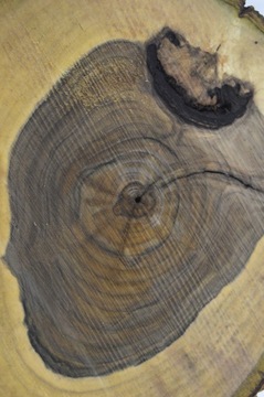 Доска Патера Срез ореха 45х41Гр6