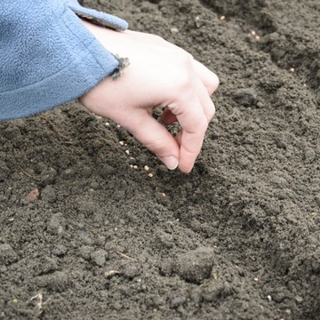 Корневой сельдерей Талар MEGA FERTILE FRESH SEEDS