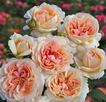 Róża Wielkokwiatowa Großherzogin Luise PACHNĄCA PERFUMA DONICZKA