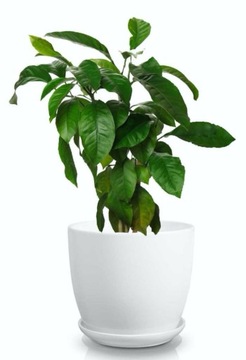 КЕРАМИЧЕСКИЙ ЦВЕТОЧНЫЙ ГОРШОК НА ПОДСТАВКЕ 17см, БЕЛЫЙ