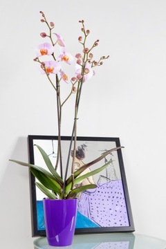 12 Крышка для цветочного горшка ORCHID Square ORANGE 13