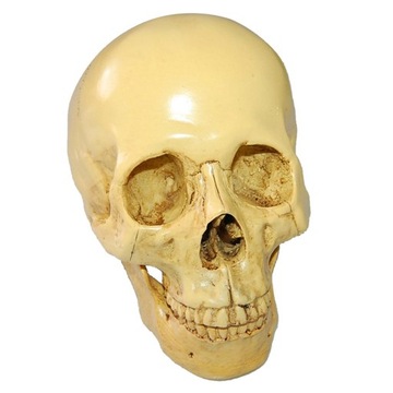Antique Design Human Skull 1:1 Realistic