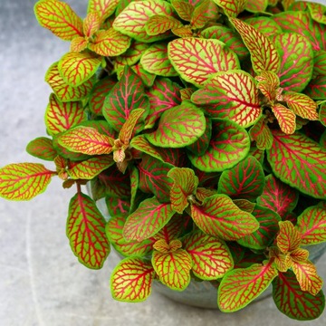 Zestaw do zrobienia podłoża przepuszczalnego, luźnego dla roślin 8L 