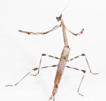Heterochaeta Orientalm Mantis 17-18 см кошачий глаз