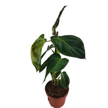 Philodendron melanochrysum 12Ø 30cm