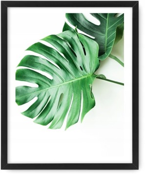 MONSTERA Obraz 53x43 plakat obrazek, rama ikea #72