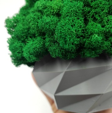 Вазон с мхом хроботек, 18 см, мох хроботек в сером горшке, 3D печать