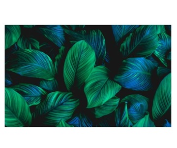 Fototapeta 520x318cm duże naturalne liście